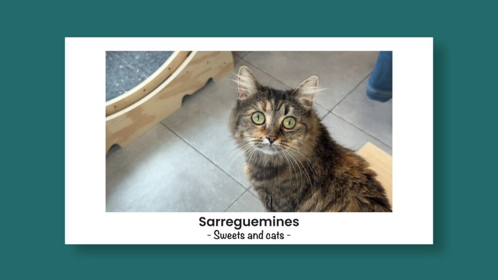 Hop'la, la carte postale : Sweets and cats, déguster des pâtisseries aux côtés des chats