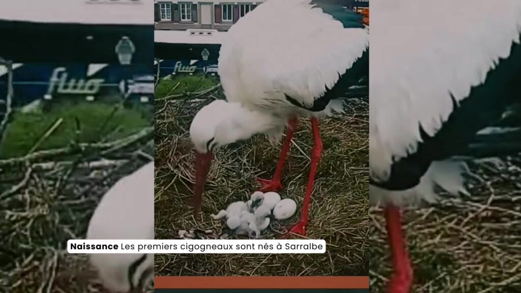 Les premiers cigogneaux sont nés à Sarralbe