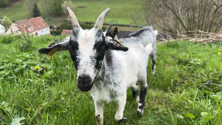Plus de chèvres pour l’écopâturage de Lengelsheim