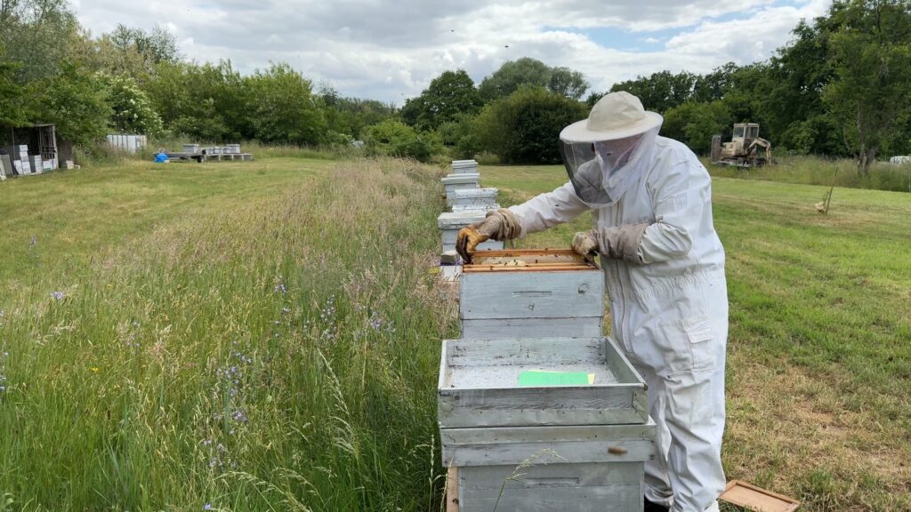 Hop'la le portrait : Didier Hoffmann, au plus près des abeilles