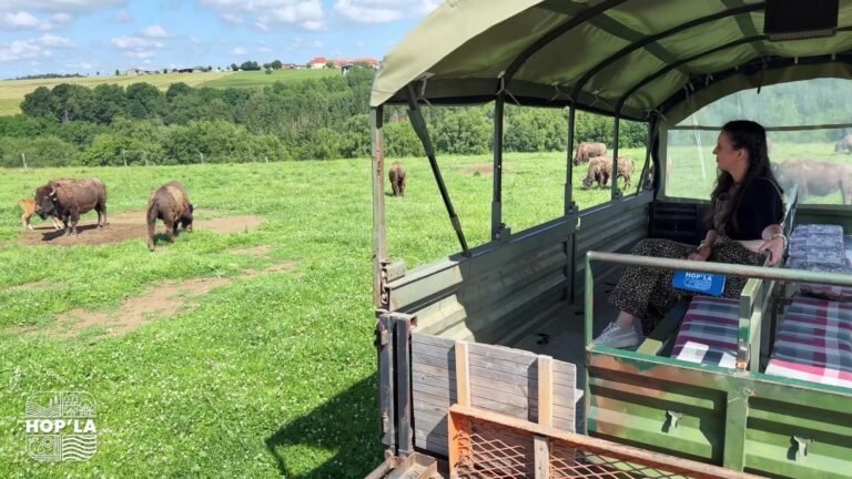 Hop’la au Ranch des bisons à Petit-Réderching