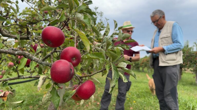 Saison des pommes : de bonnes récoltes annoncées cette année