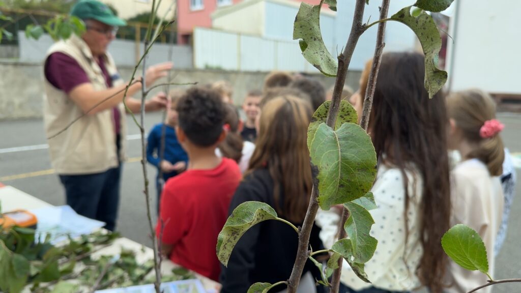 Des élèves apprennent à reproduire des arbres fruitiers