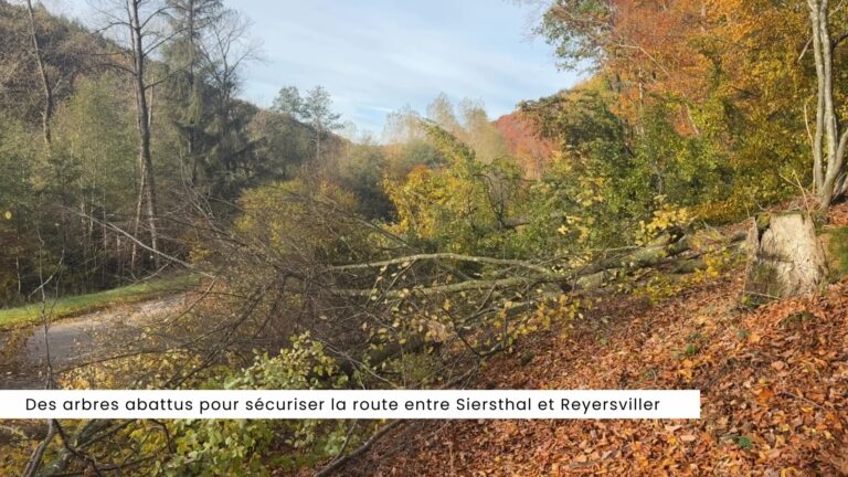 Des arbres abattus pour sécuriser la route entre Siersthal et Reyersviller