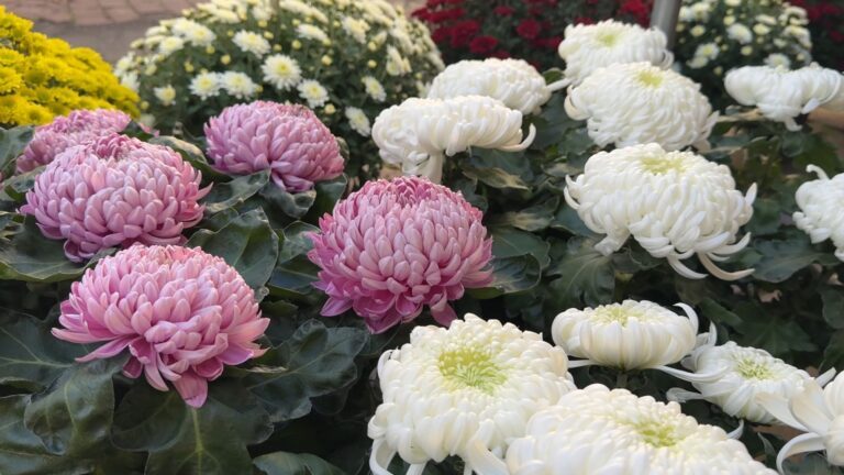 Toussaint : l’incontournable passage chez le fleuriste