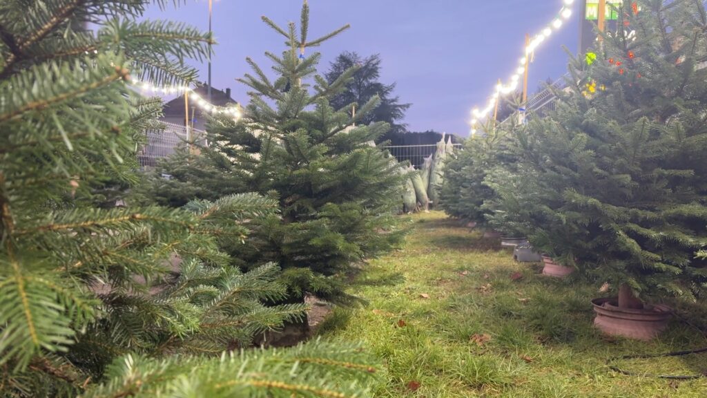 Achetons-nous notre sapin de Noël de plus en plus tôt ?