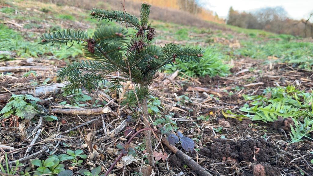Une sapinière communale pour des sapins de Noël locaux
