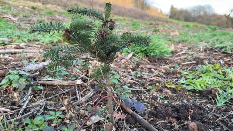 Une sapinière communale pour des sapins de Noël locaux