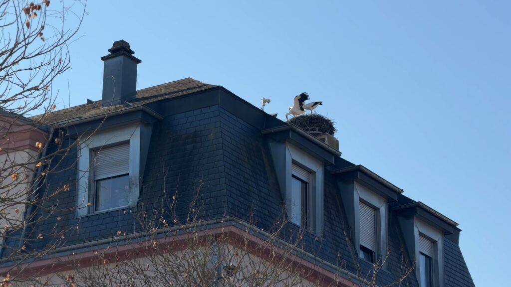 Les premiers œufs dans le nid de Mélodie et Maurice