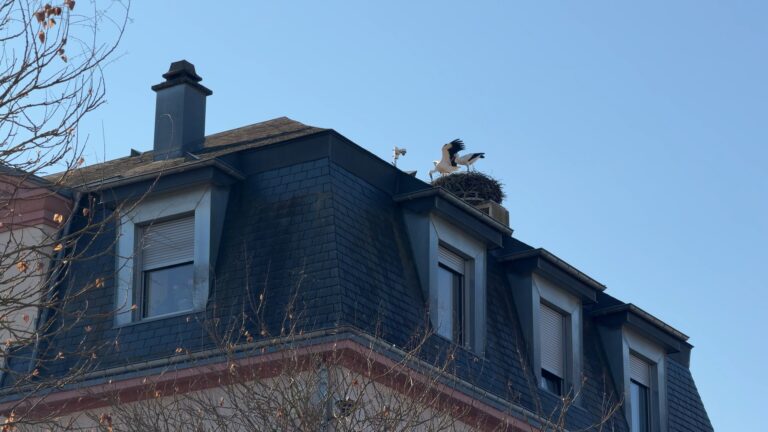 Les premiers œufs dans le nid de Mélodie et Maurice