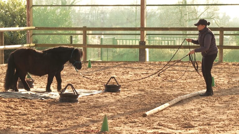 La relation cheval-cavalier au cœur d’une compétition équestre
