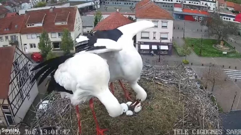A Sarralbe, un premier cigogneau est né !
