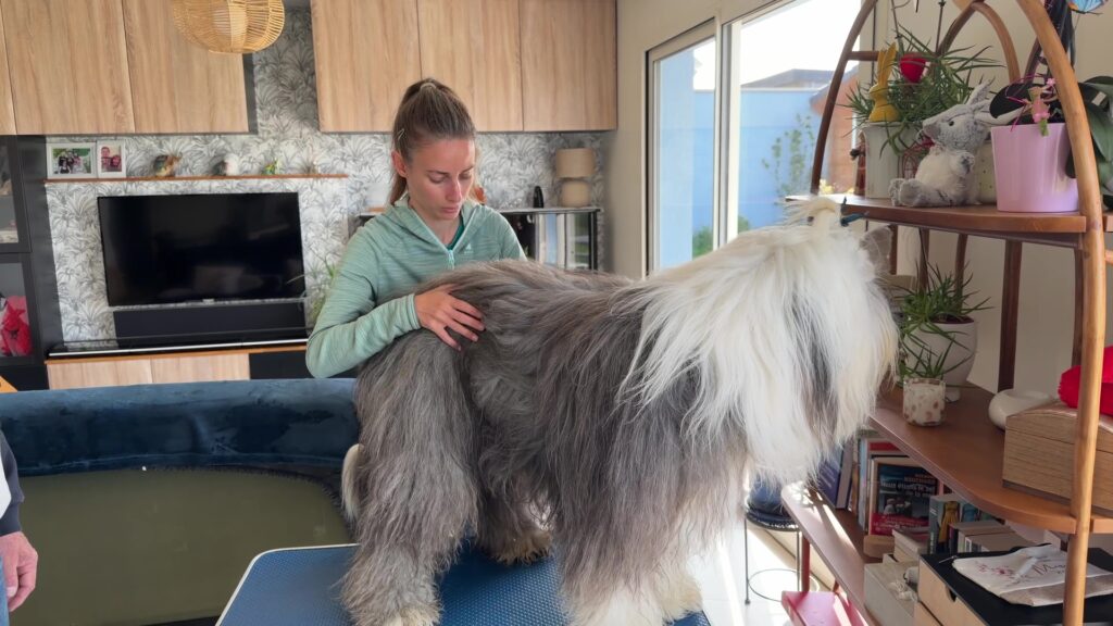 Dans le quotidien d’Alizé Gross, ostéopathe pour animaux