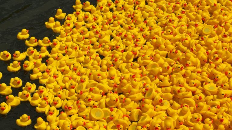 Insolite : une course de canards dans la Sarre