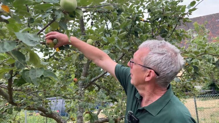Une triste année pour les pommes … très impactées par la chaleur
